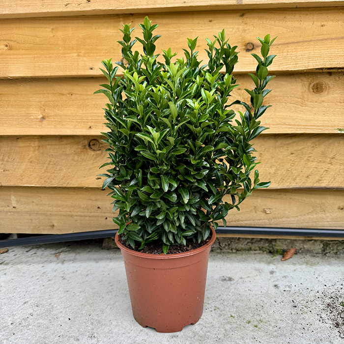 Evonimus ‘Green Spire’