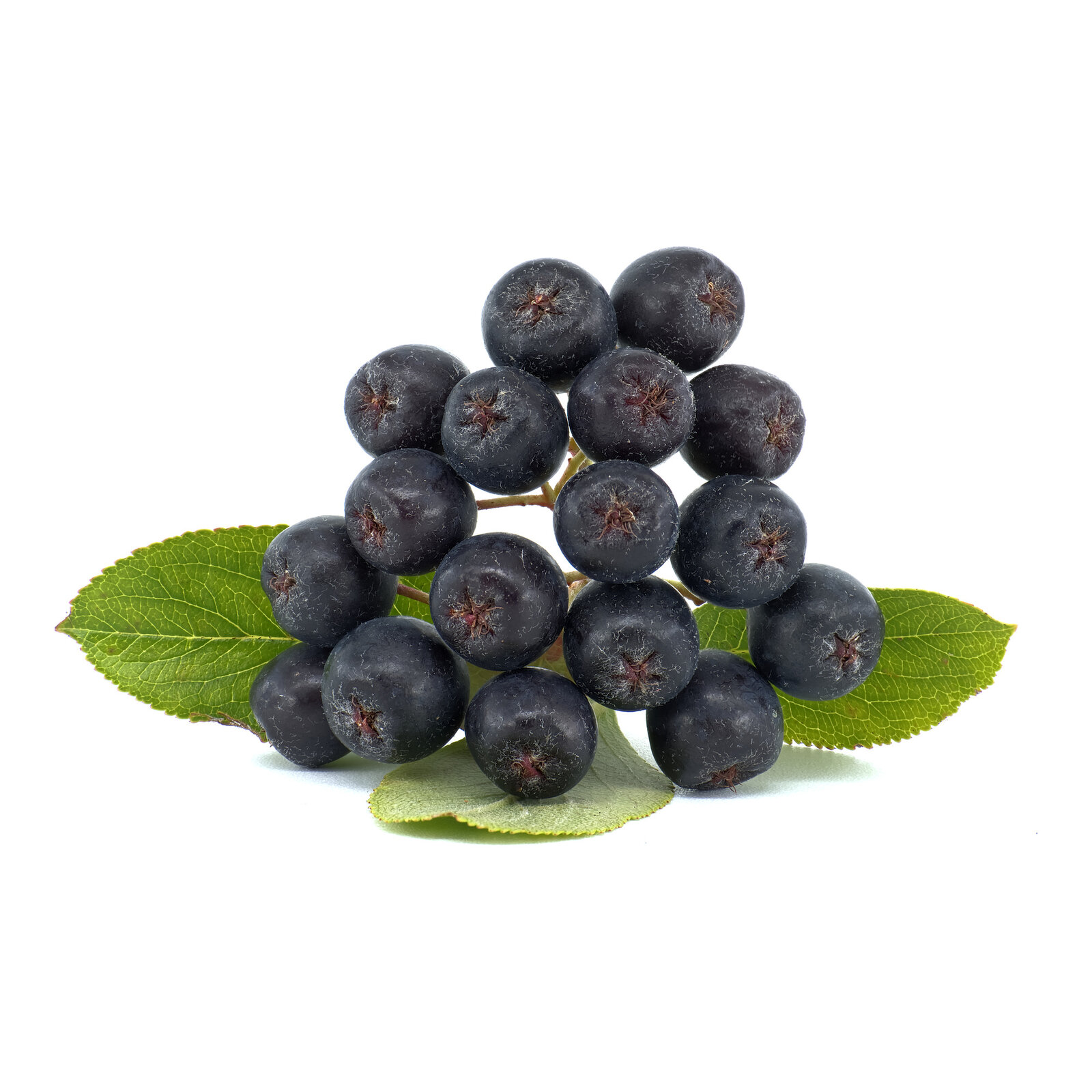Aronija