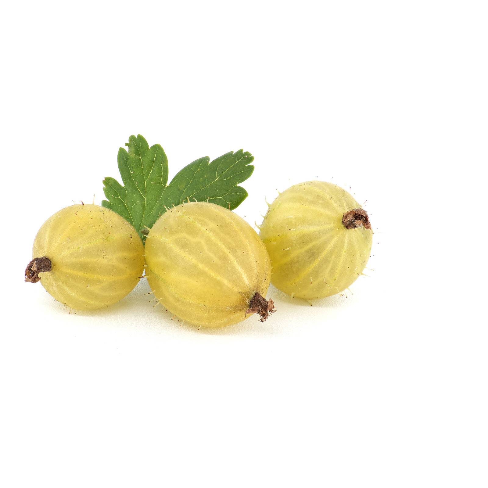 Ogrozd zeleni