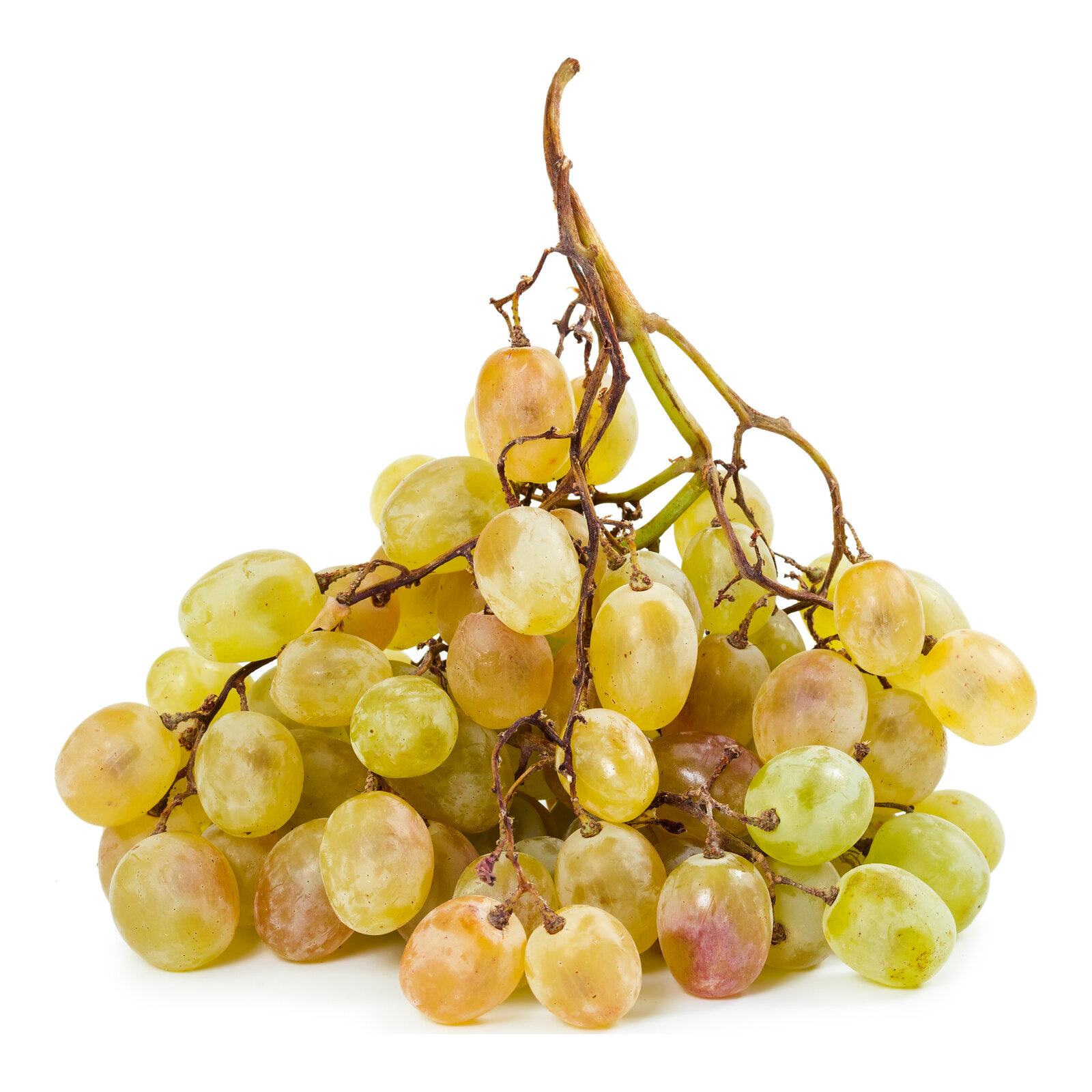 Vinova loza Kraljica vinograda
