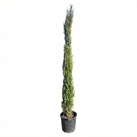 Italijanski cempres - Totem