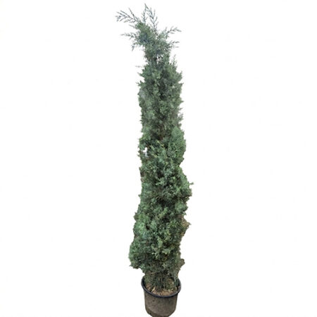 Cypress Arizona "Blue Ice"
