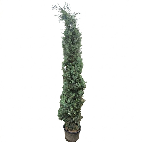 Cypress Arizona "Blue Ice"