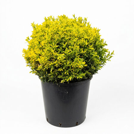 Euonymus japonicus Microphyllus aureovariegatus