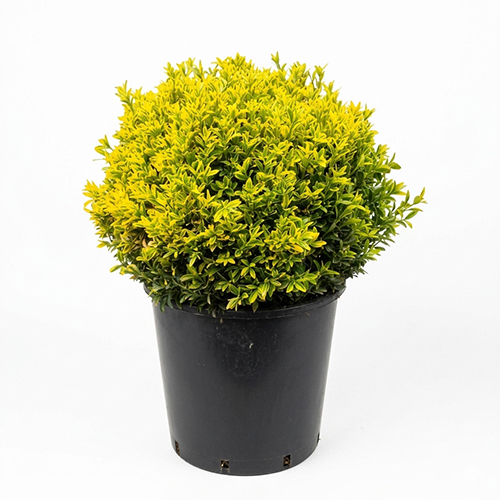 Euonymus japonicus Microphyllus aureovariegatus