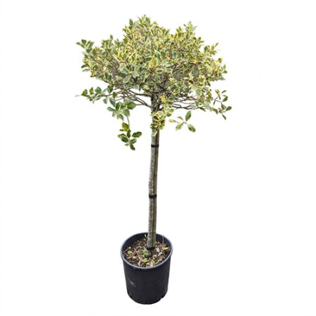 Ilex na štapu šatirani