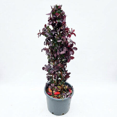 Loropetalum
