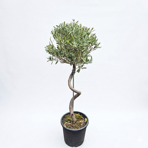 Maslina na štapu spirala