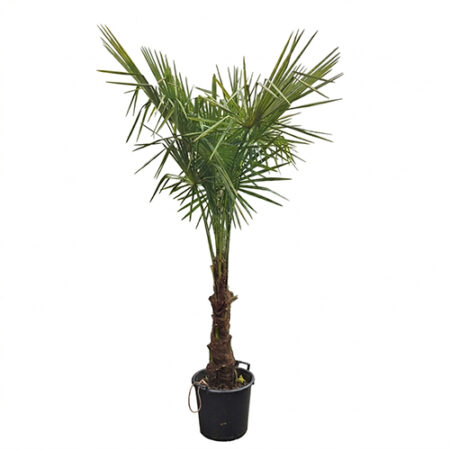 Trachycarpus fortunei