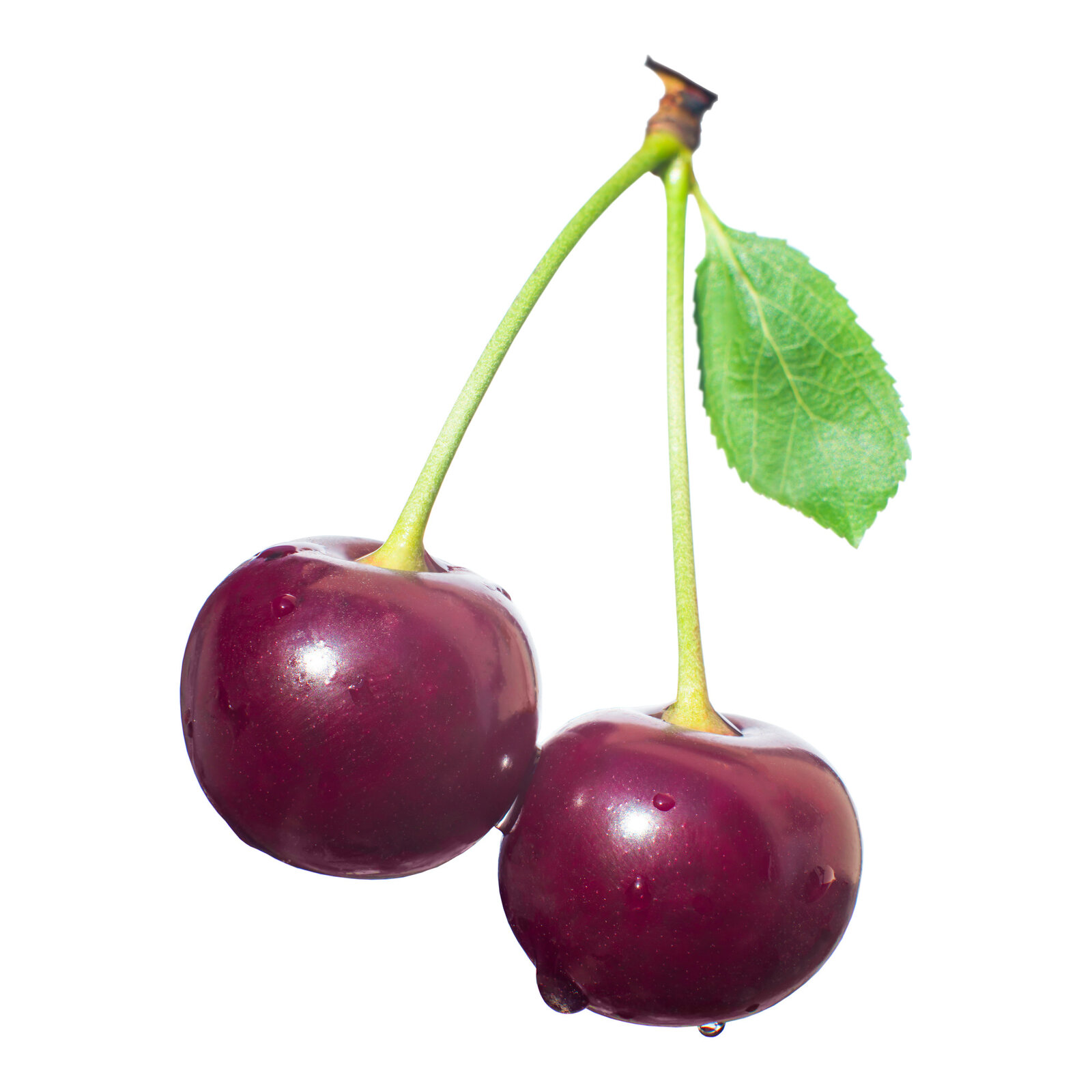 Trešnja Kompakt Stela