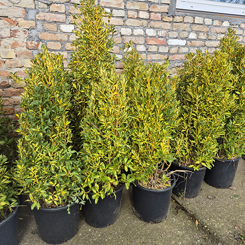 Žbun (Euonymus japonicus Aureo-variegatus)