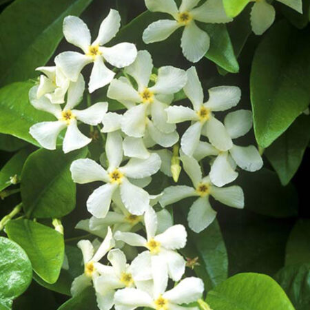 Zimzeleni jasmin