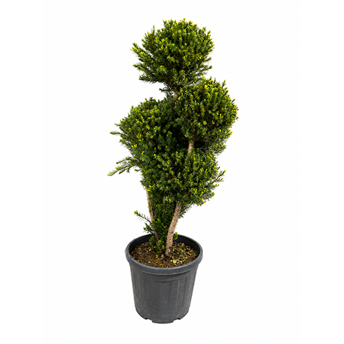 Taxus pom pom