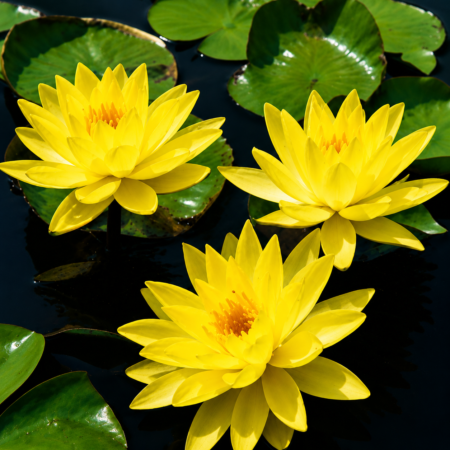 Žuti lokvanj